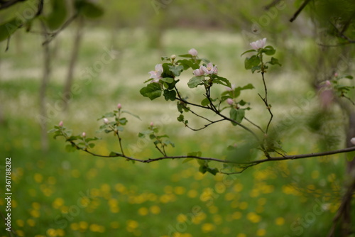 quince tree in blooming time. pink flowers on twig