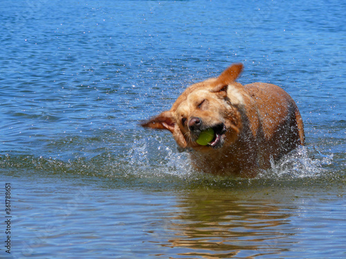 Yellow lab dog with tennisball in mouth shakes itself in water