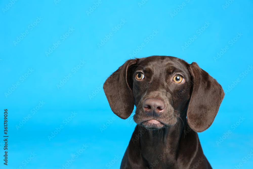 German Shorthaired Pointer dog on light blue background. Space for text