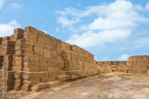 Many cereal hay bales outdoors. Agriculture industry