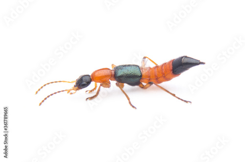 Rove beetle insect isolated on white background