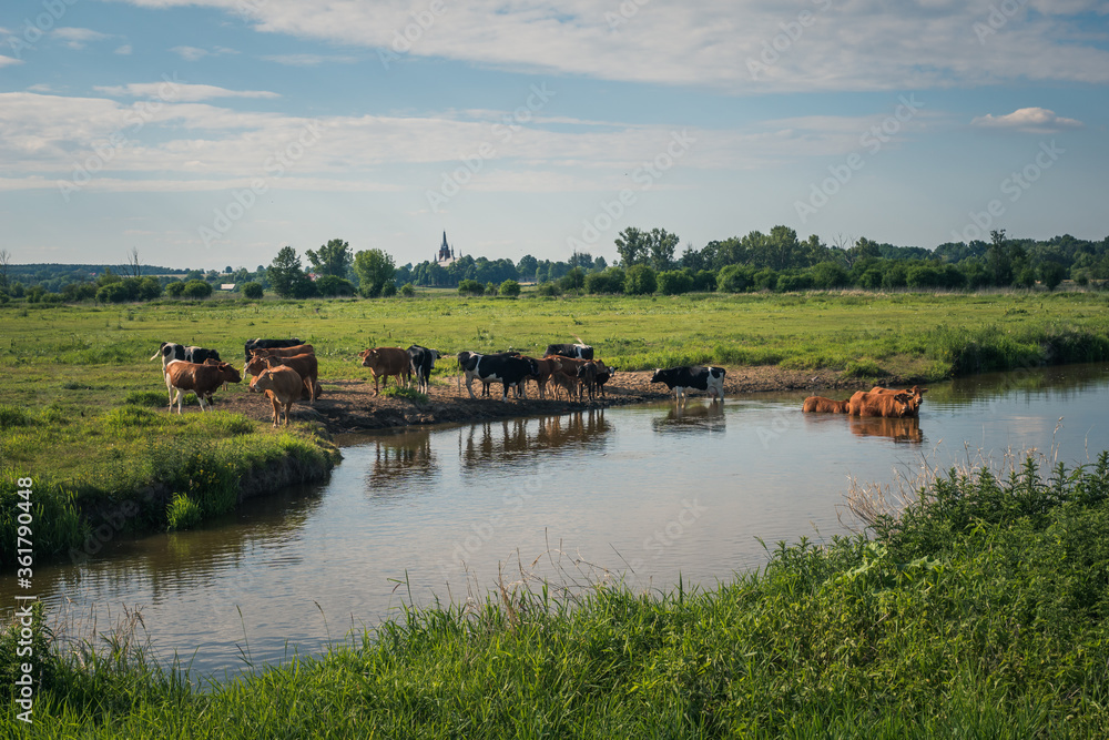 Cows in the Bug River Valley near Czarnow, Masovia, Poland