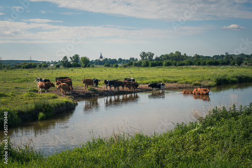 Cows in the Bug River Valley near Czarnow, Masovia, Poland photo