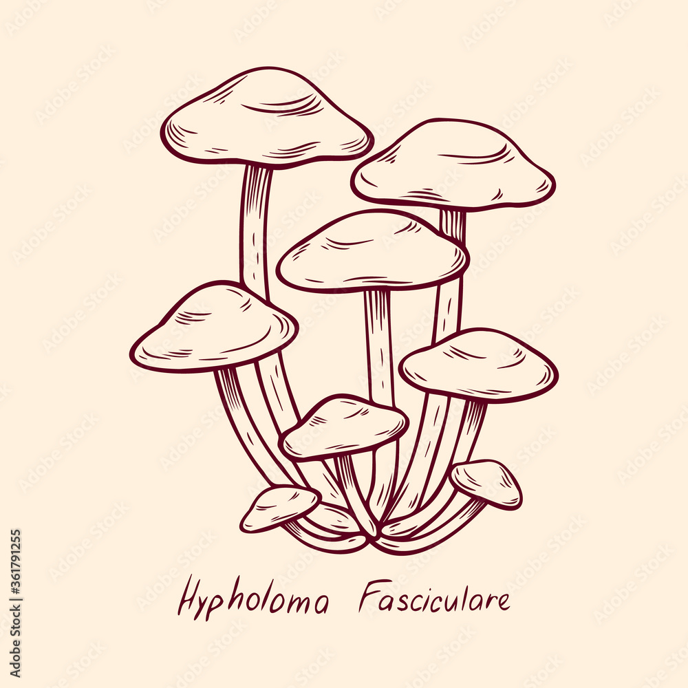 Forest poisonous mushroom Hypholoma Fasciculare edible and non-edible boletus in retro sketch. Element isolated on white