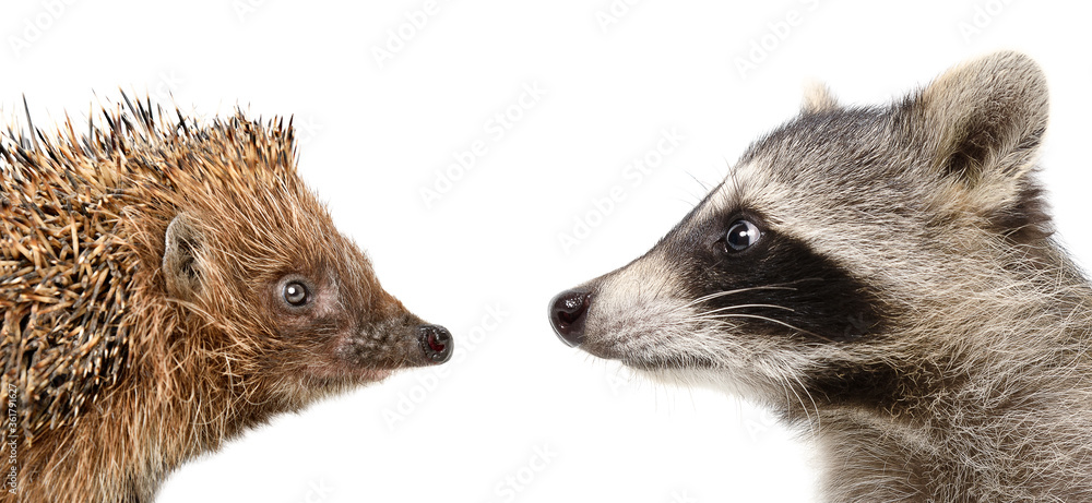 Portrait of a hedgehog and raccoon, closeup, side view, isolated on a white background Portrait of a hedgehog and raccoon, closeup, side view, isolated on a white background