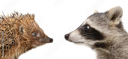 Canvas Print Portrait of a hedgehog and raccoon, closeup, side view, isolated on a white back