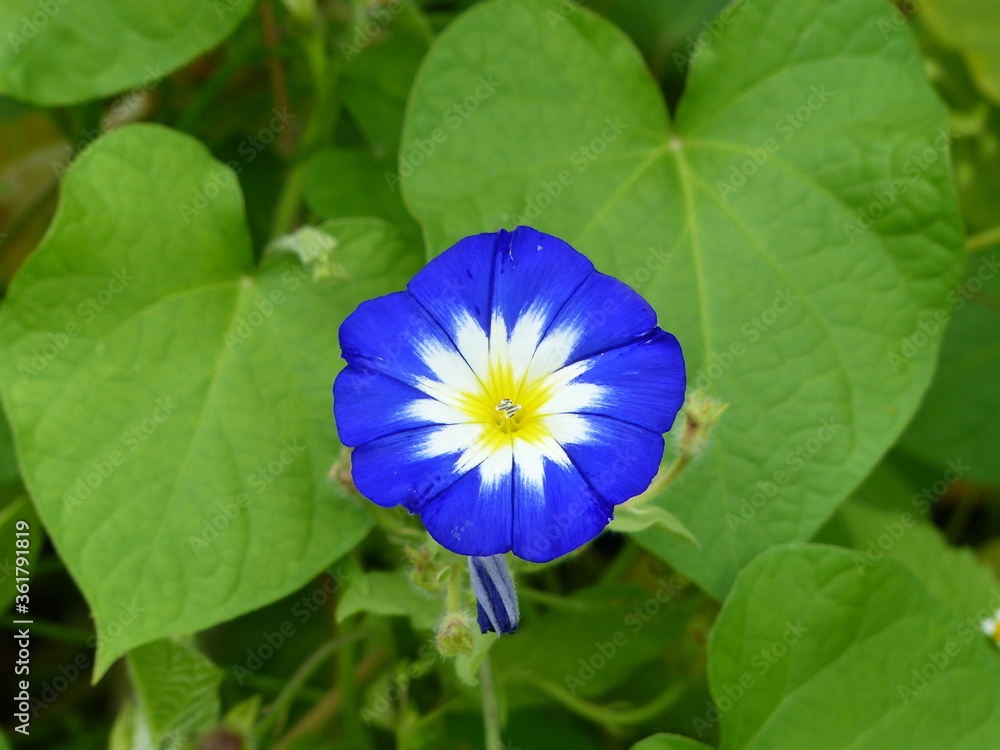 Ipomoea nil is a species of Ipomoea morning glory known by several
