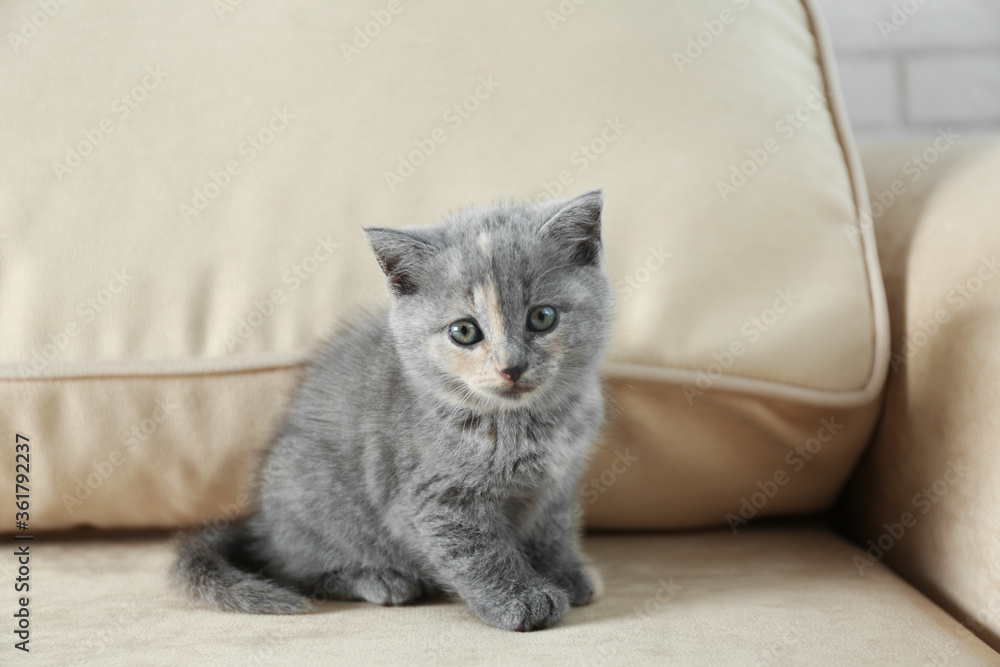 Cute British Shorthair kitten on beige sofa. Baby animal