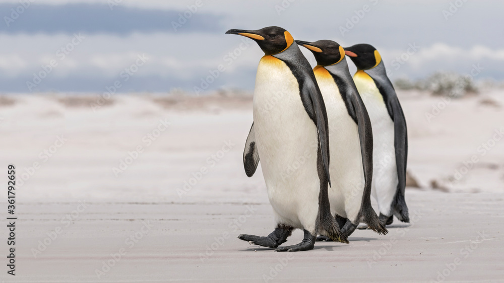 Fototapeta premium King Penguin courtship - We three Kings