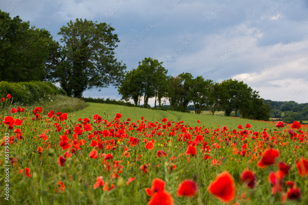 Poppies near Dorchester in June