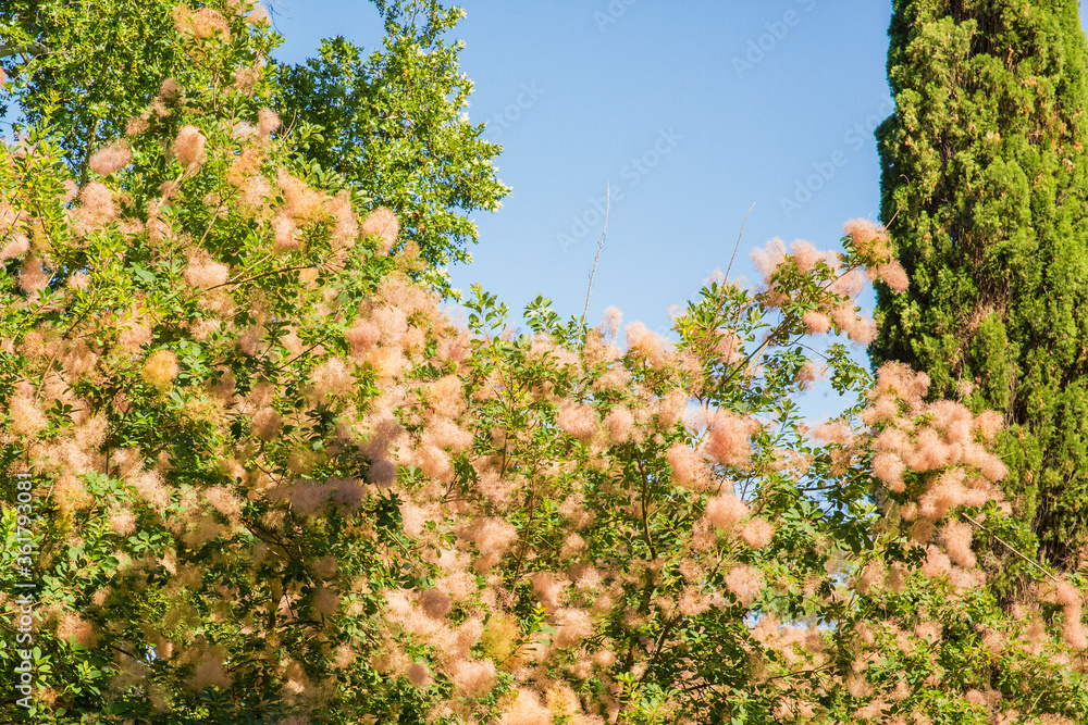 Obraz premium Flowers that are part of the Ninfa garden complex