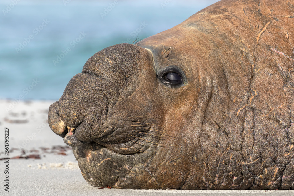 Southern Elephant Seal adult male portrait Southern Elephant Seal adult male portrait