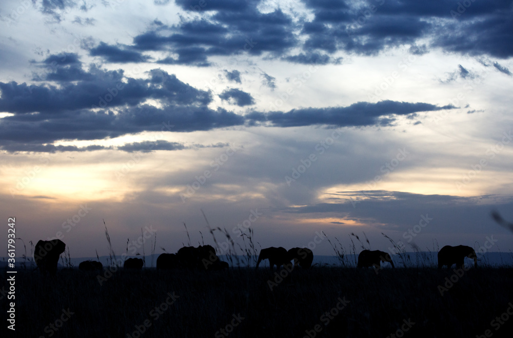 Beautiful Silhouette of African elephants during sunset, Masai Mara