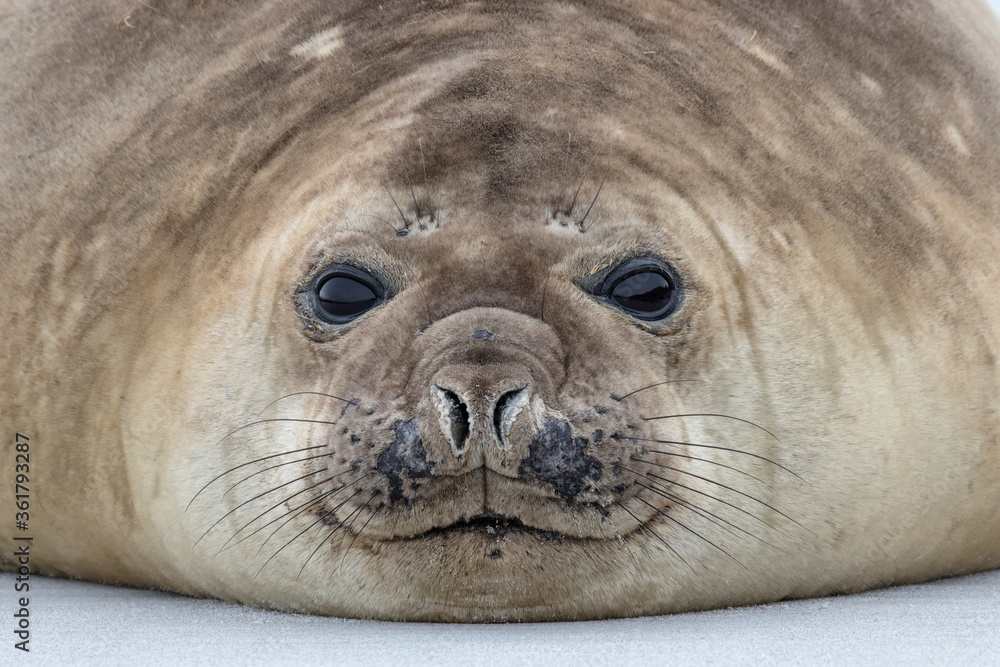 Naklejka premium Southern Elephant Seal