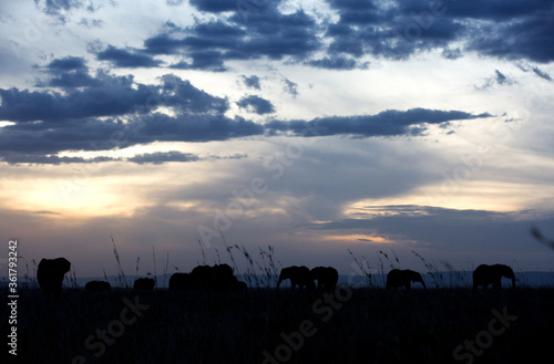 Beautiful Silhouette of African elephants during sunset  Masai Mara