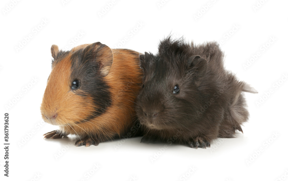 Cute funny guinea pigs on white background Cute funny guinea pigs on white background