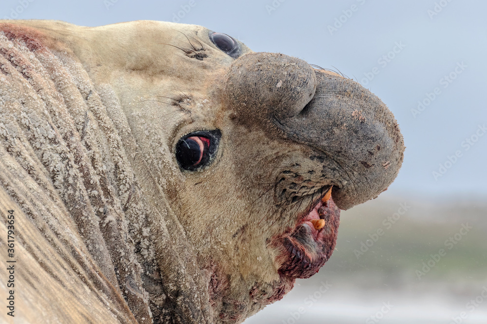 Southern Elephant Seal adult male portrait Southern Elephant Seal adult male portrait