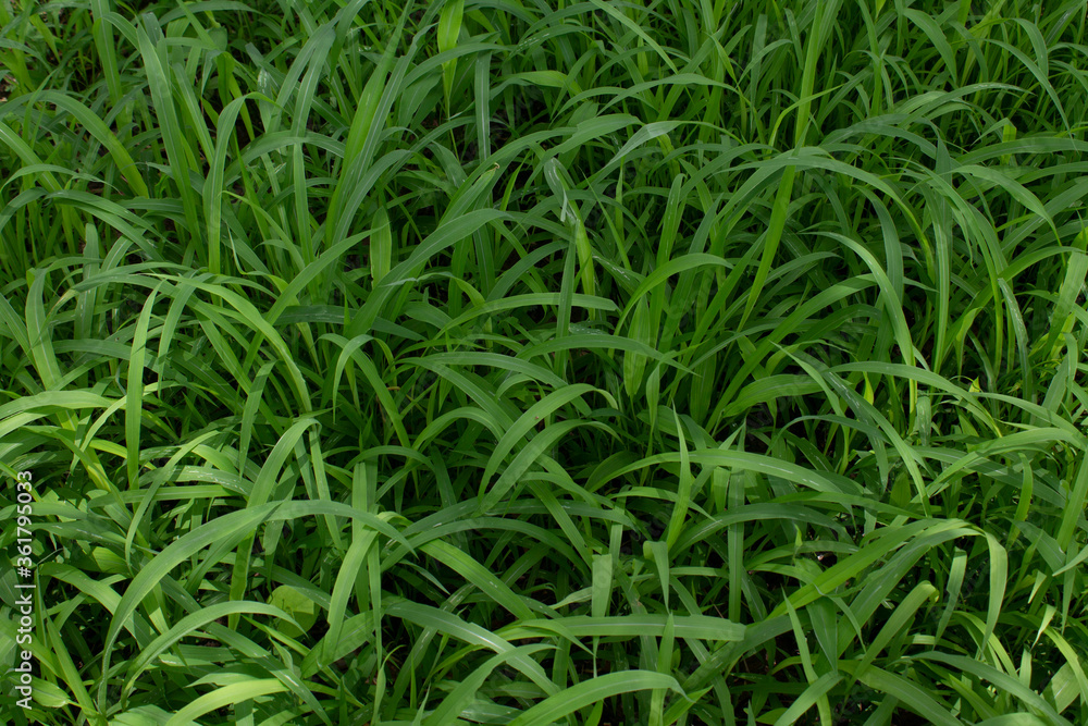 Green grass create beautiful background Green grass create beautiful background