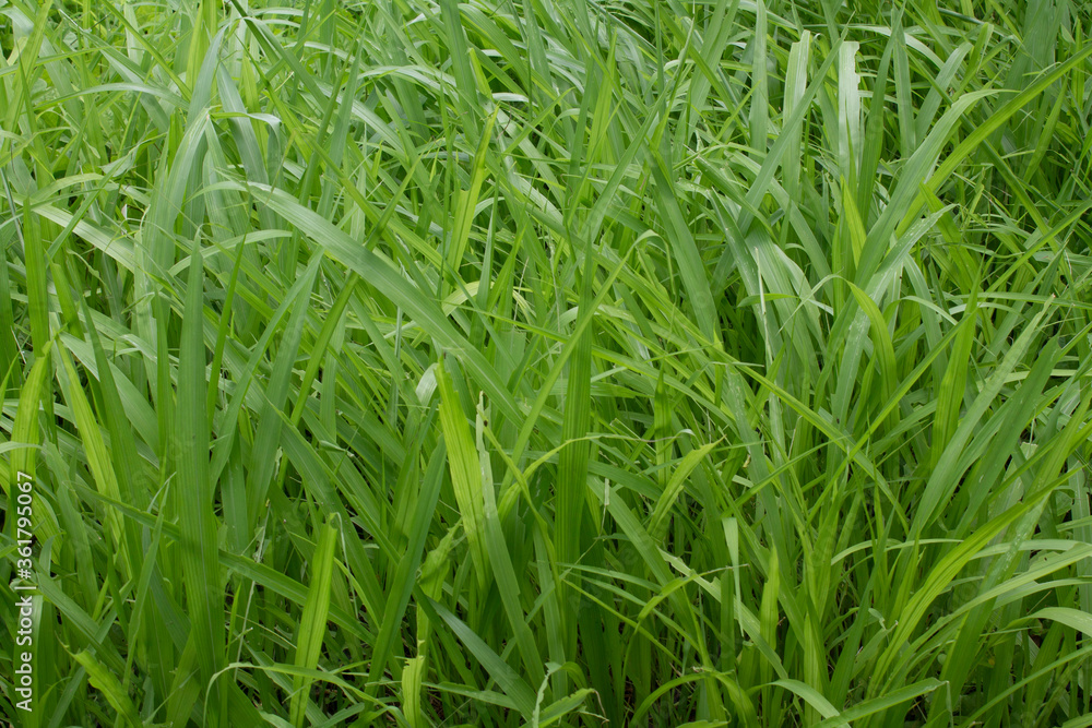 Obraz premium Green grass create beautiful background
