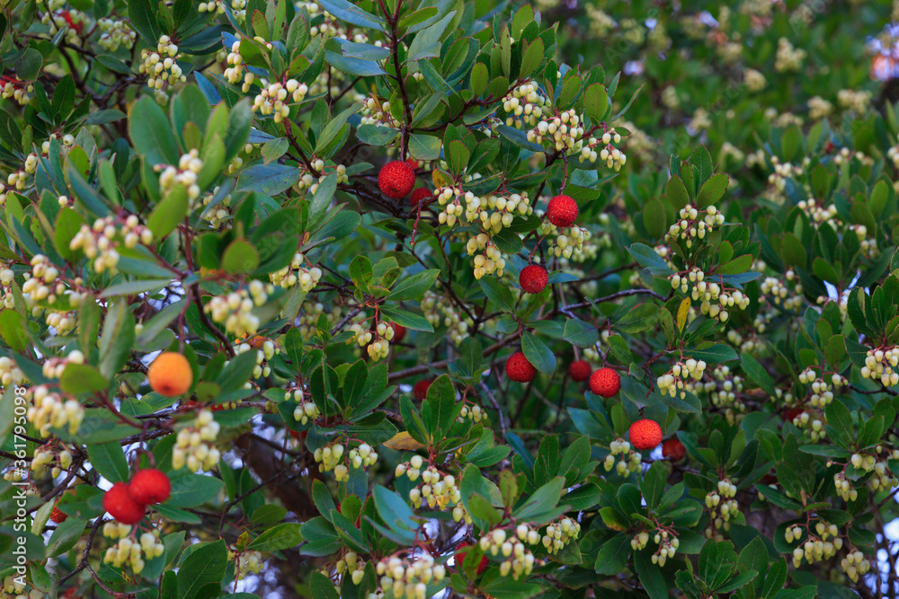 El árbol del madroño con sus frutos y flores