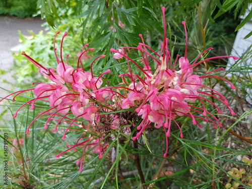 
Grevillea johnsonii (Johnson's Grevillea) is a shrub species which is endemic to New South Wales in Australia. Proteaceae family.
 photo