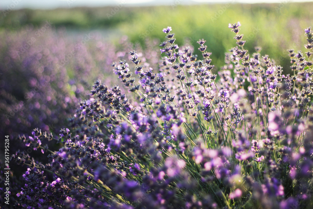 Naklejka premium field of lavender