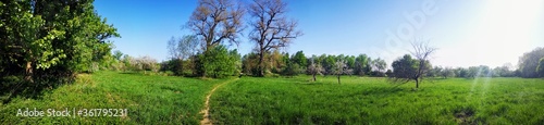 Panorama of a green summer meadow with trees
