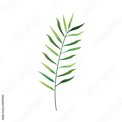 branch with leaves tropical, nature concept vector illustration design