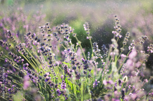 lavender field in provence