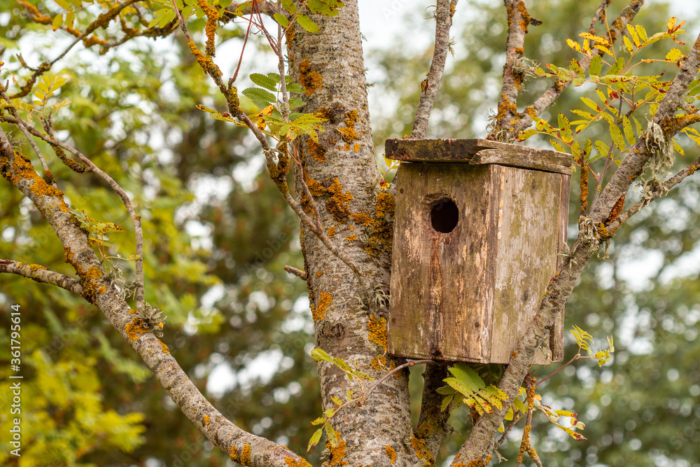 Small wooden box for birds in a tree in the summer