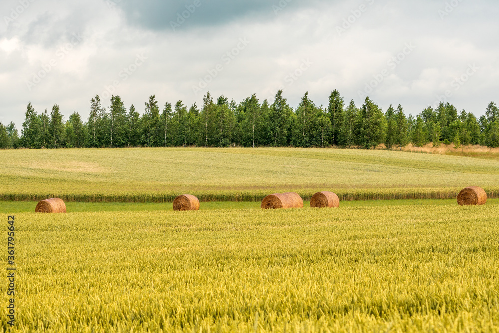 Fototapeta premium Wheat field landscape with few hay bales
