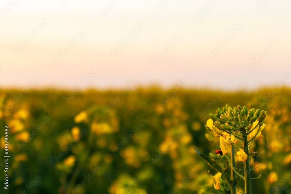 Obraz premium field of yellow flowers