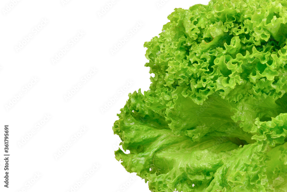 Iceberg lettuce in woman hands isolated on white background. Iceberg lettuce in woman hands isolated on white background.