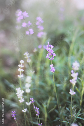 lavender flowers in the garden