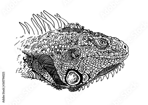 Graphical portrait of iguana  isolated on white background, vector illustration,lizard