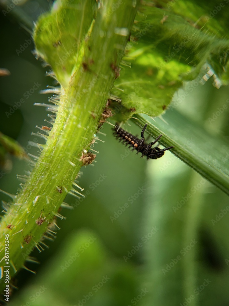 Fototapeta premium Climbing bug