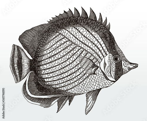 Vagabond butterflyfish, chaetodon vagabundus, an Indo-Pacific marine fish in side view after an antique illustration from the 19th century photo