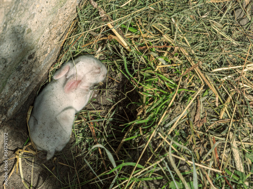 Farm animal rabbit white fluffy babby