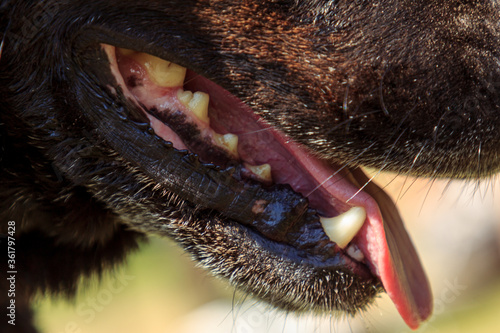 black dog mouth tong and teeth photo