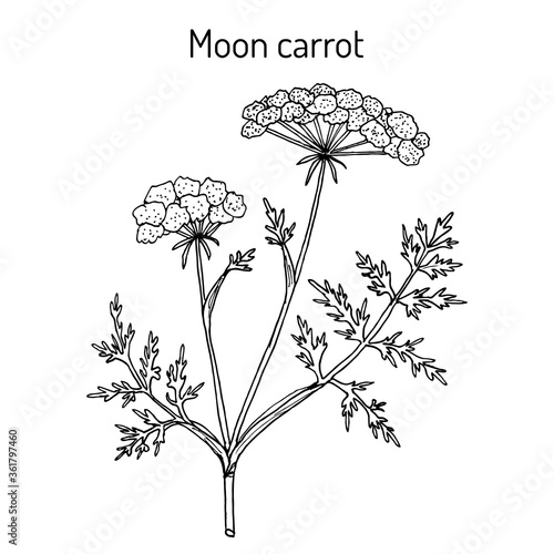 Moon carrot Seseli libanotis , or mountain stone-parsley photo