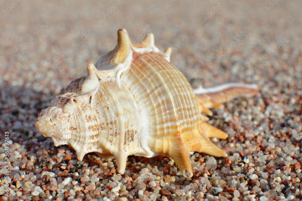 Sea shells on the beach. Sandy beach with waves. Summer vacation concept. Holidays by the sea Sea shells on the beach. Sandy beach with waves. Summer vacation concept. Holidays by the sea