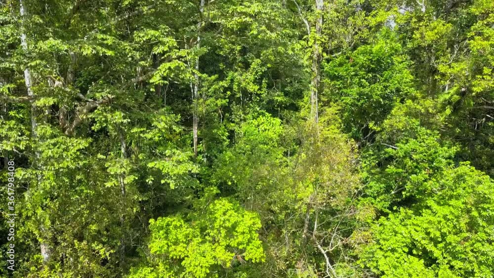 Ascending flight in the dense virgin jungle of the Aru islands in Indonesia, between Papua and Australia. Ascending flight in the dense virgin jungle of the Aru islands in Indonesia, between Papua and Australia.