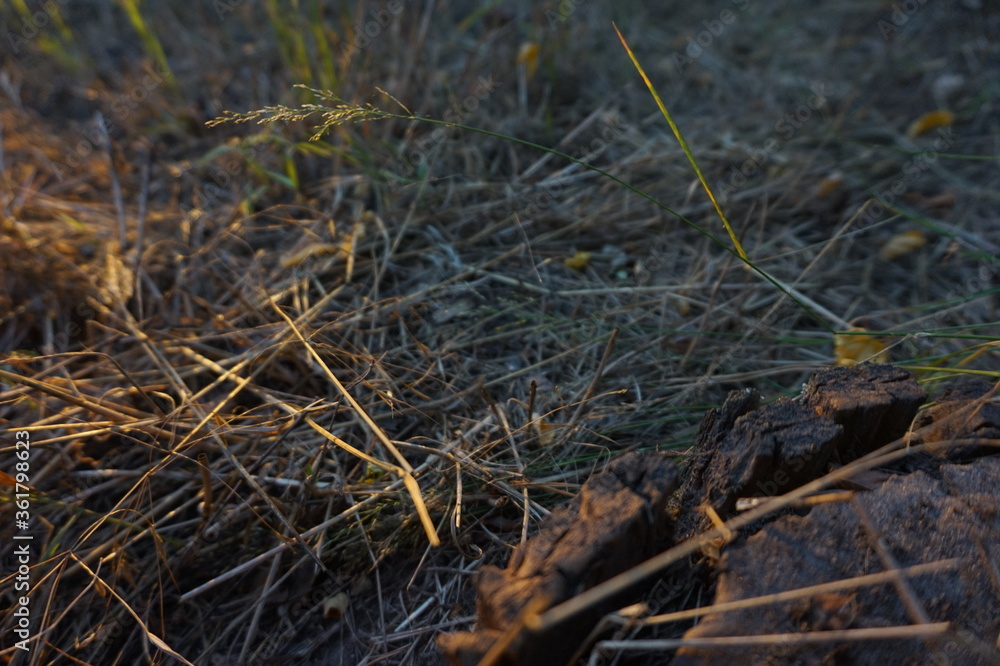 Background of grass in the rays of the setting sun Background of grass in the rays of the setting sun