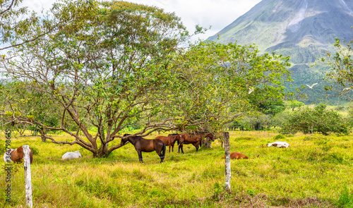 Amazing view of beautiful nature of Costa Rica with smoking volcano Arenal background and beatiful horse on the field. Panorama of volcano Arenal La Fortuna, Costa Rica. Central America.