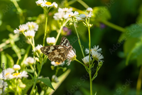 Melanargia galathea. White little butterfly on a yellow flower.