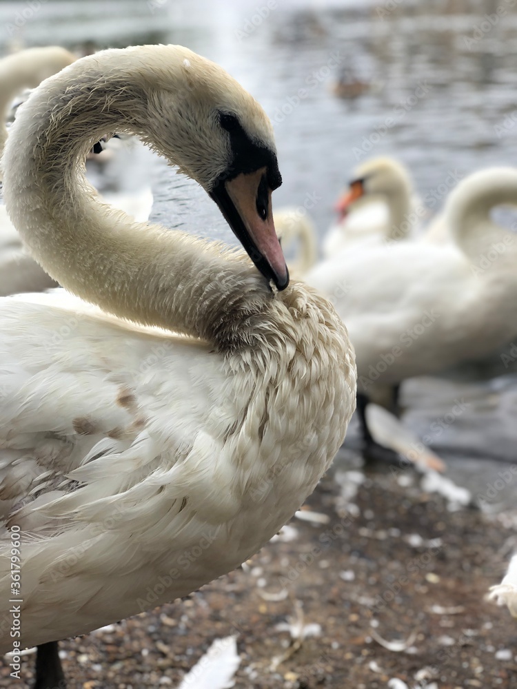 Obraz premium swan on the water