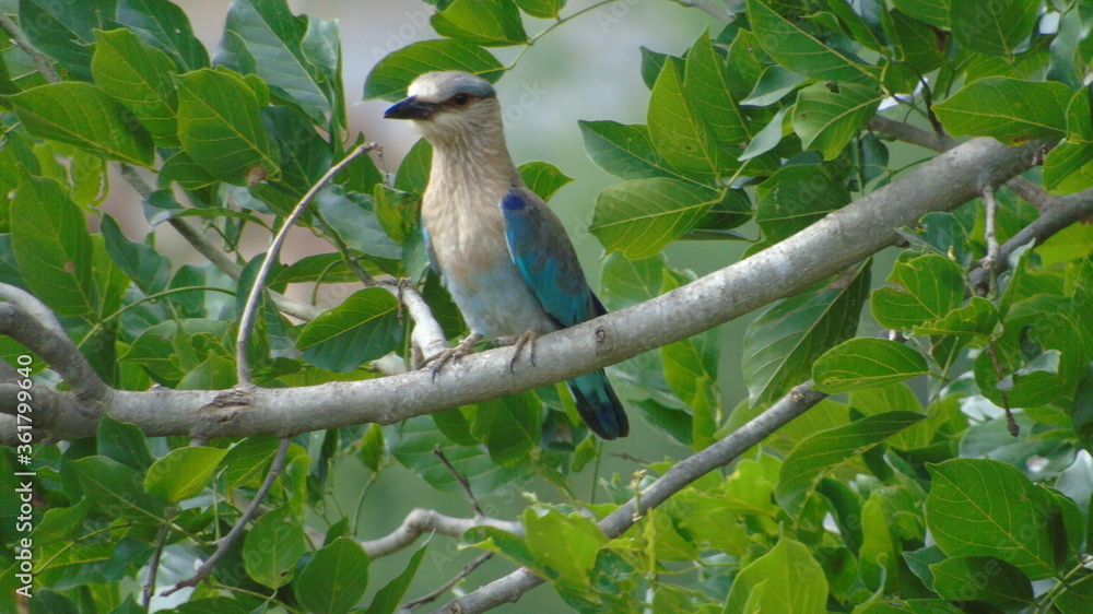 lilac breasted roller
