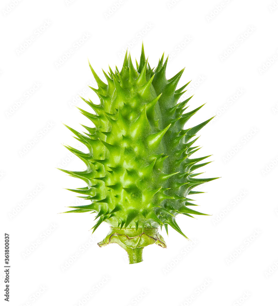 Datura stramonium, known by the common names thorn apple, jimsonweed (jimson weed) or devil's snare. Fruit isolated on white background. Datura stramonium, known by the common names thorn apple, jimsonweed (jimson weed) or devil's snare. Fruit isolated on white background.