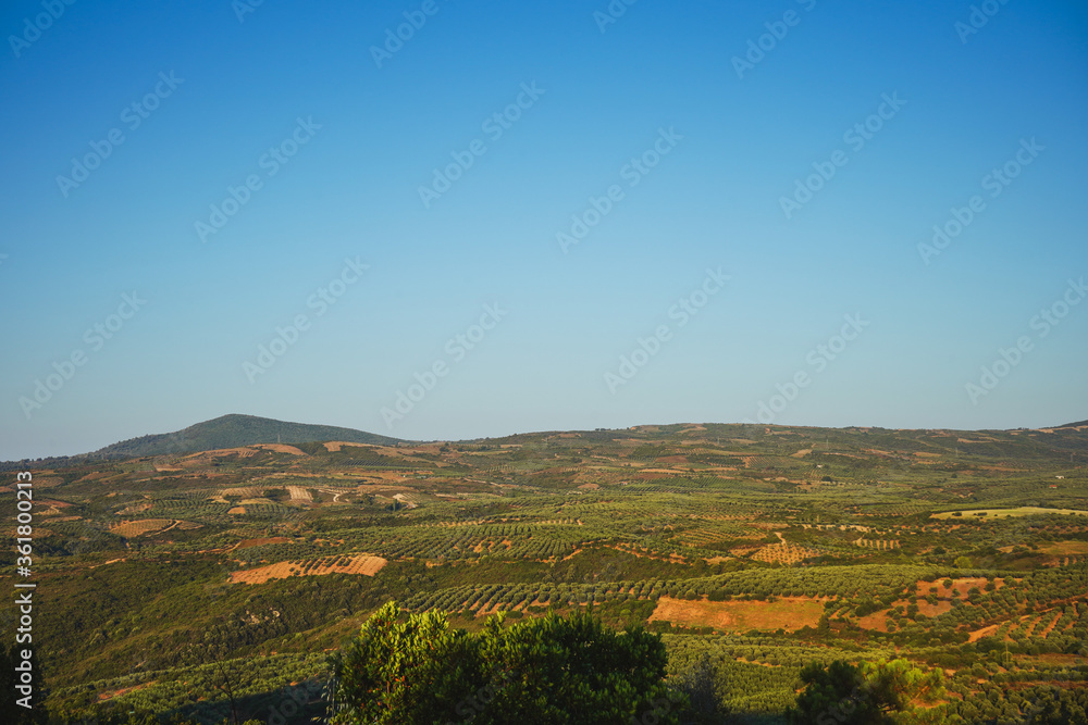 Plantations of olive trees. The valleys and hills are planted with olives. Production of olive oil, and olives. Greece, Kalamata, Halkidiki.
