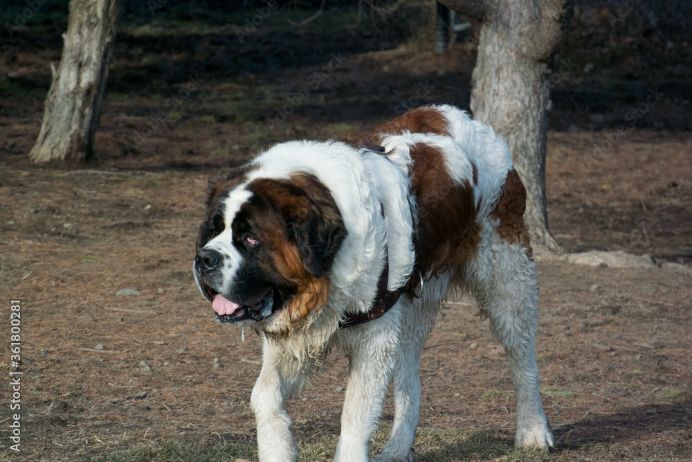 St. Bernard at dog park St. Bernard at dog park